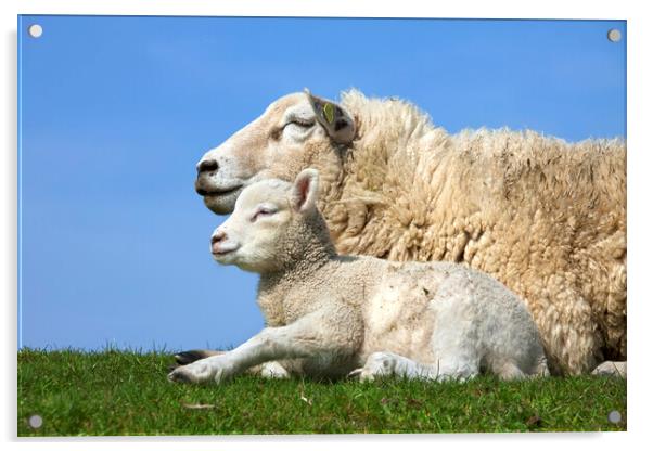 Ewe with Lamb in Meadow Acrylic by Arterra 