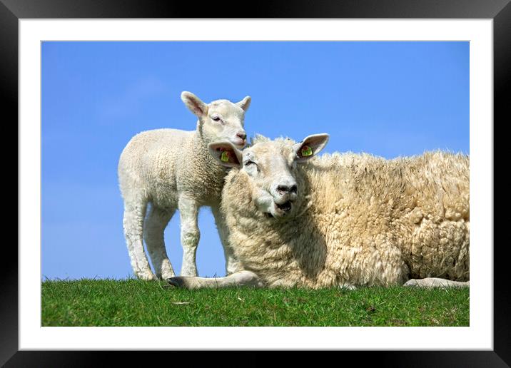 Sheep with Lamb in Field Framed Mounted Print by Arterra 