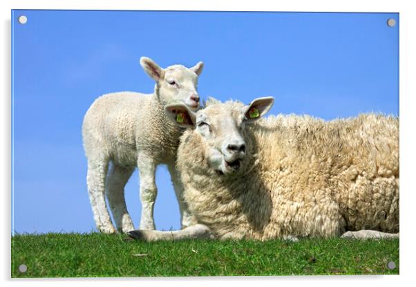 Sheep with Lamb in Field Acrylic by Arterra 