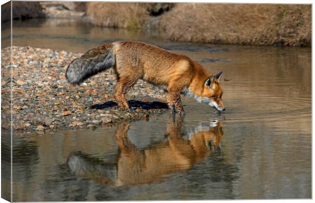 Red Fox Drinking from River Canvas Print by Arterra 