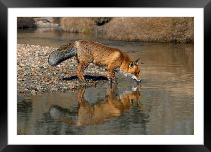 Red Fox Drinking from River Framed Mounted Print by Arterra 
