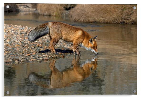 Red Fox Drinking from River Acrylic by Arterra 