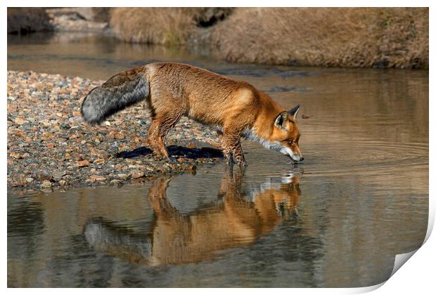 Red Fox Drinking from River Print by Arterra 