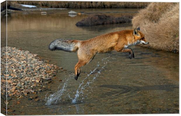 Red Fox Jumping over River Canvas Print by Arterra 
