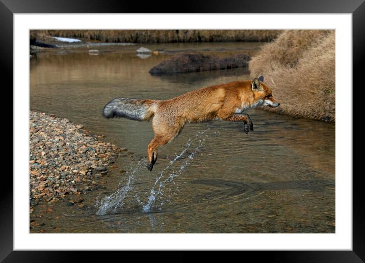 Red Fox Jumping over River Framed Mounted Print by Arterra 