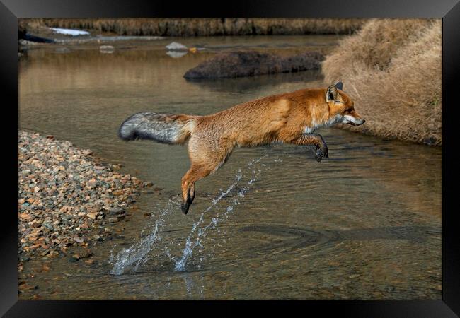 Red Fox Jumping over River Framed Print by Arterra 