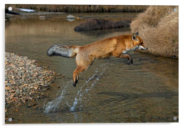 Red Fox Jumping over River Acrylic by Arterra 