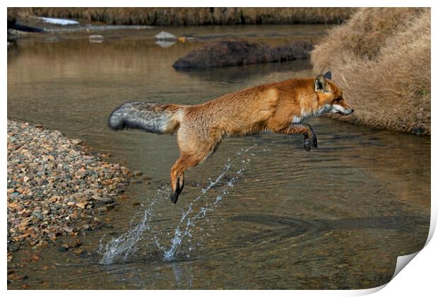 Red Fox Jumping over River Print by Arterra 