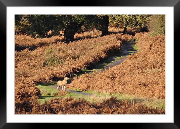 Richmond Park in Surrey Framed Mounted Print by Lise Baker