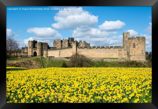 Alnwick Castle daffodils Framed Print by Angus McComiskey