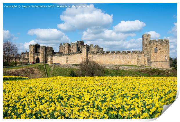 Alnwick Castle daffodils Print by Angus McComiskey