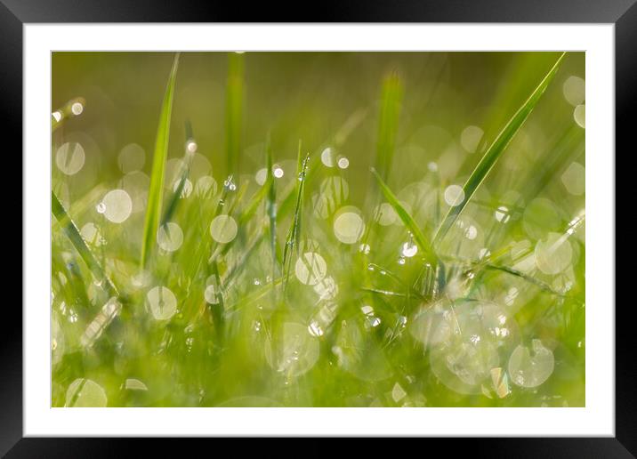 Morning grass Framed Mounted Print by Arpad Radoczy