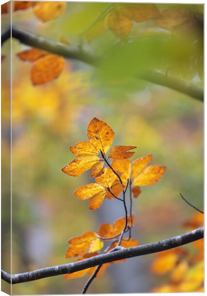Nice forest detail from colorful leaves in autumn time in a beech woodland. Canvas Print by Arpad Radoczy