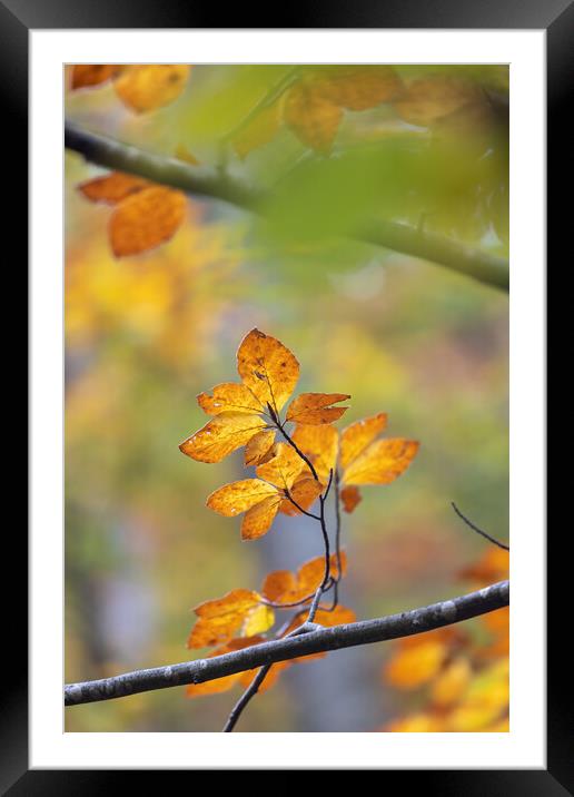 Nice forest detail from colorful leaves in autumn time in a beech woodland. Framed Mounted Print by Arpad Radoczy