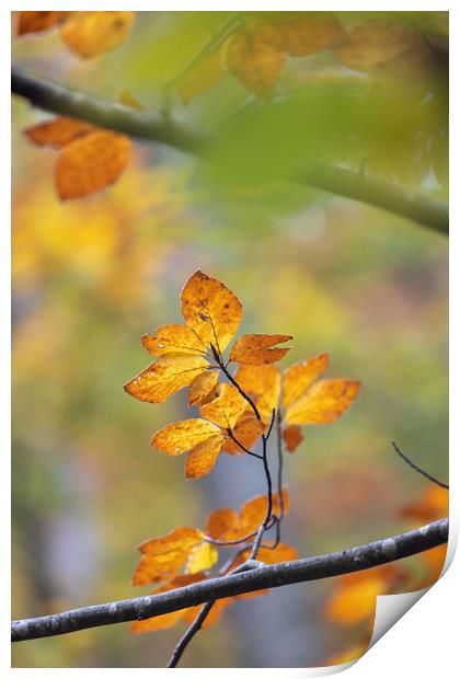 Nice forest detail from colorful leaves in autumn time in a beech woodland. Print by Arpad Radoczy