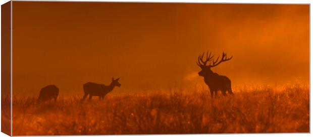 Red Deer Stag and Hinds at Dusk Canvas Print by Arterra 