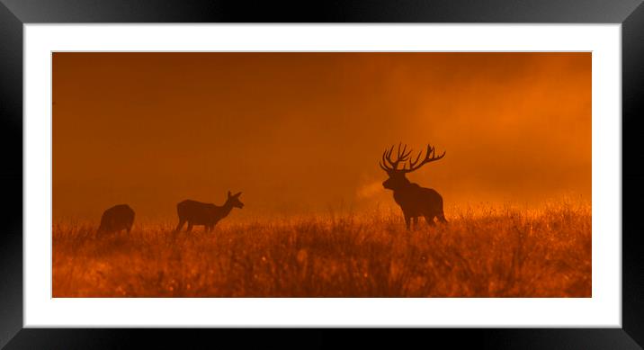 Red Deer Stag and Hinds at Dusk Framed Mounted Print by Arterra 