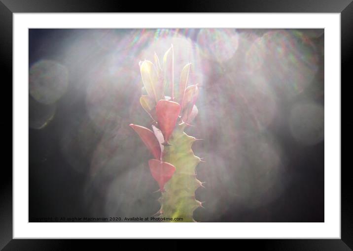 A macr shot of a cactus under sun-rays, Framed Mounted Print by Ali asghar Mazinanian