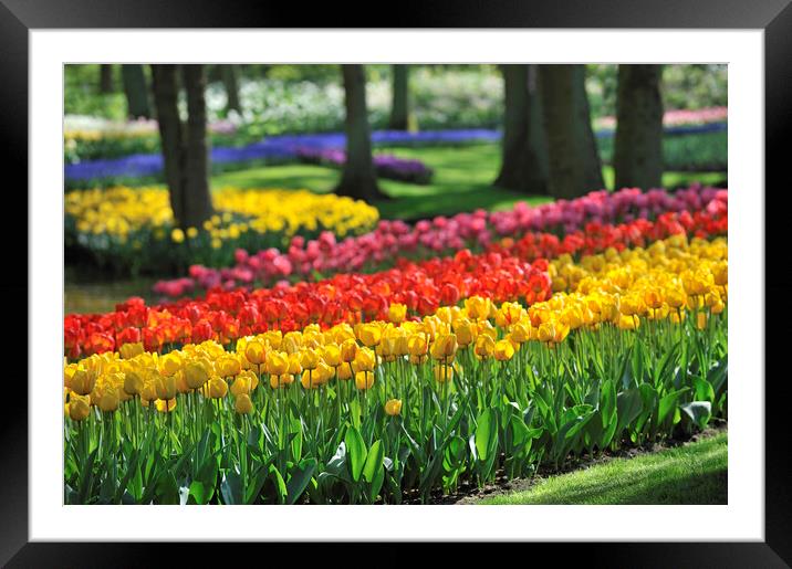 Colourful Tulips at Keukenhof Framed Mounted Print by Arterra 
