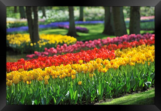 Colourful Tulips at Keukenhof Framed Print by Arterra 