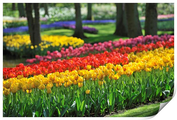 Colourful Tulips at Keukenhof Print by Arterra 