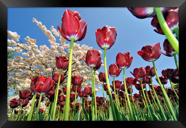 Red Tulips in Holland Framed Print by Arterra 