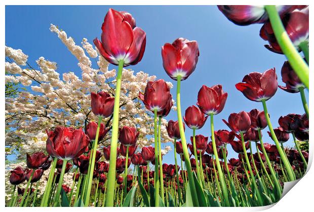 Red Tulips in Holland Print by Arterra 