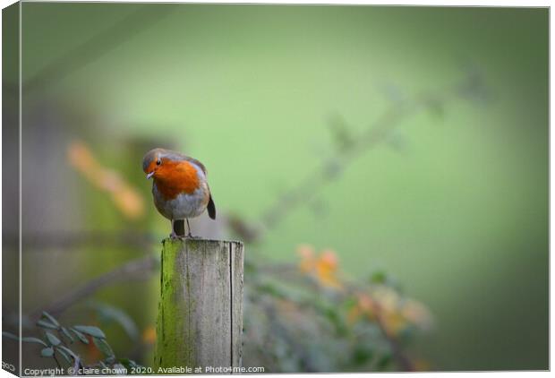 Thoughtful Robin Canvas Print by claire chown