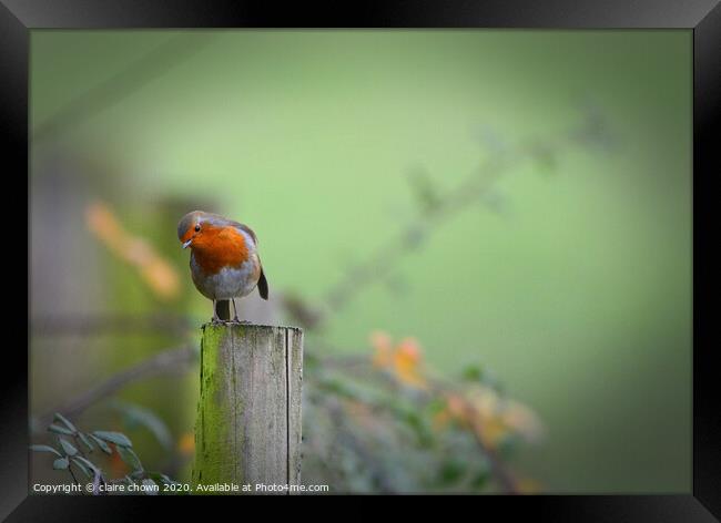 Thoughtful Robin Framed Print by claire chown