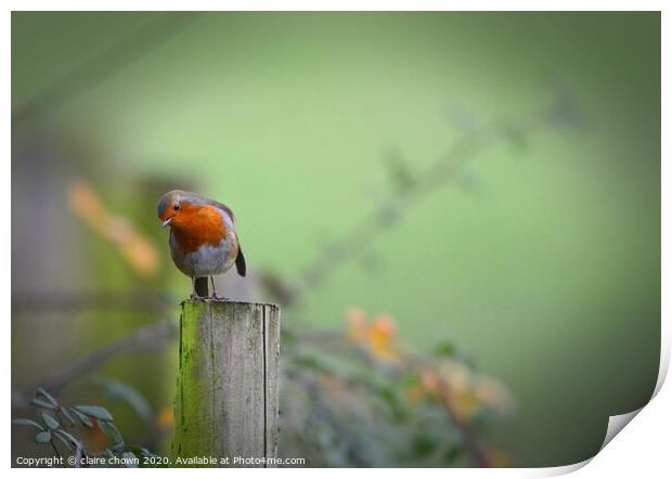 Thoughtful Robin Print by claire chown
