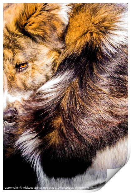 Bari, my parents dog. Print by Aleksey Zaharinov
