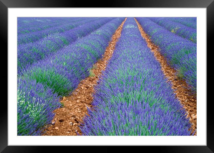 Lavender Field, Provence Framed Mounted Print by Arterra 