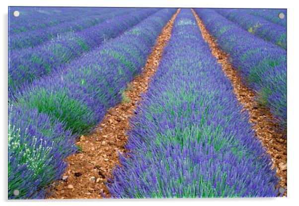 Lavender Field, Provence Acrylic by Arterra 