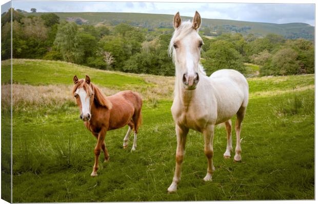 Welsh Ponies Canvas Print by Richard Downs