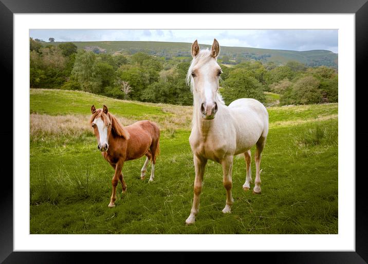 Welsh Ponies Framed Mounted Print by Richard Downs