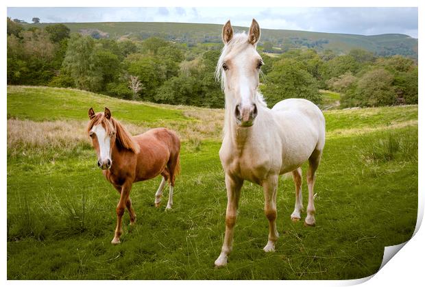 Welsh Ponies Print by Richard Downs