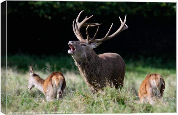 A stag bellowing during the rut Canvas Print by Geoff Walker