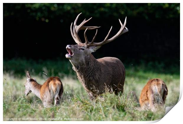 A stag bellowing during the rut Print by Geoff Walker