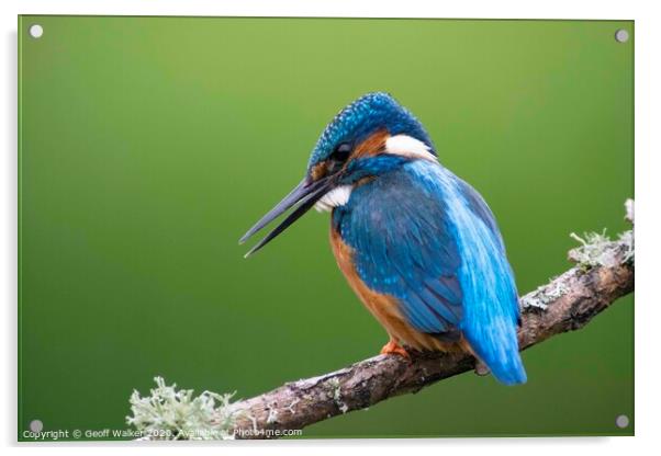 Kingfisher Acrylic by Geoff Walker