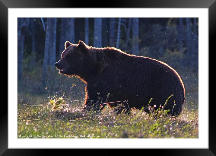 A european brown bear  Framed Mounted Print by Geoff Walker