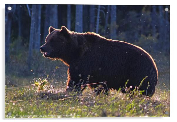 A european brown bear  Acrylic by Geoff Walker