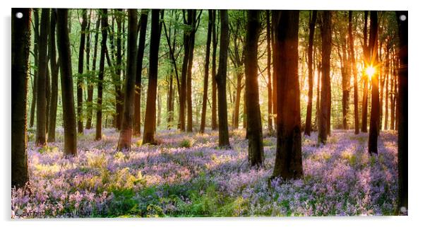 Bluebell wood sunrise Acrylic by Simon Bratt LRPS