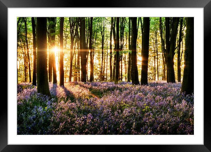 Bluebells blooming in the forest Framed Mounted Print by Simon Bratt LRPS
