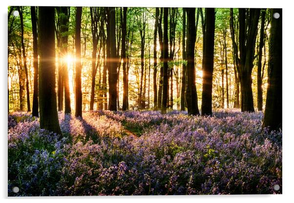 Bluebells blooming in the forest Acrylic by Simon Bratt LRPS