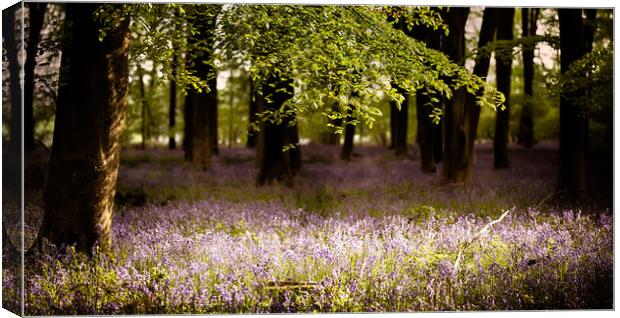 Bluebells in the wood with sunlight  Canvas Print by Simon Bratt LRPS