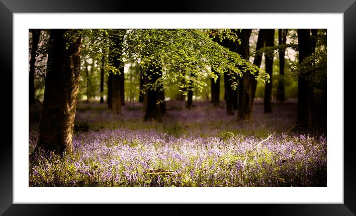 Bluebells in the wood with sunlight  Framed Mounted Print by Simon Bratt LRPS