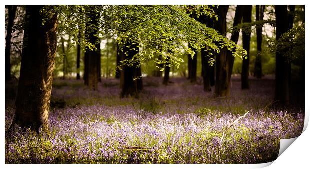 Bluebells in the wood with sunlight  Print by Simon Bratt LRPS