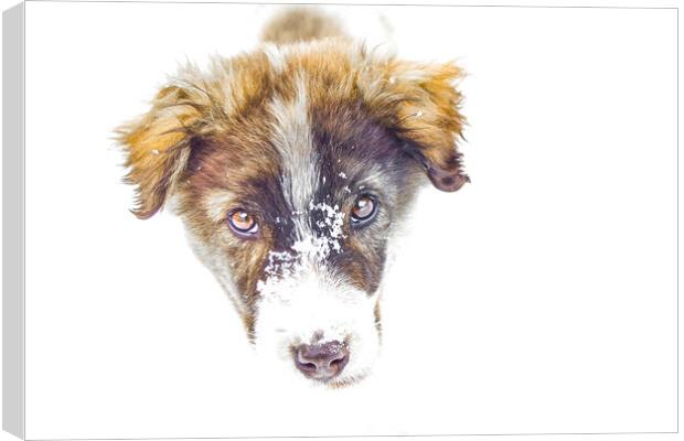 Bari, my parents dog. Canvas Print by Aleksey Zaharinov