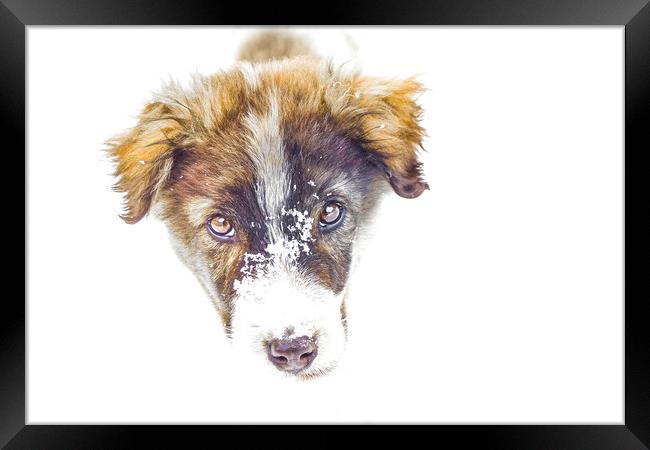 Bari, my parents dog. Framed Print by Aleksey Zaharinov
