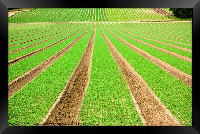 Farmland furrows with green vegetables growing in perspective Framed Print by Simon Bratt LRPS